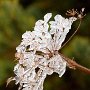 まさに氷の花？